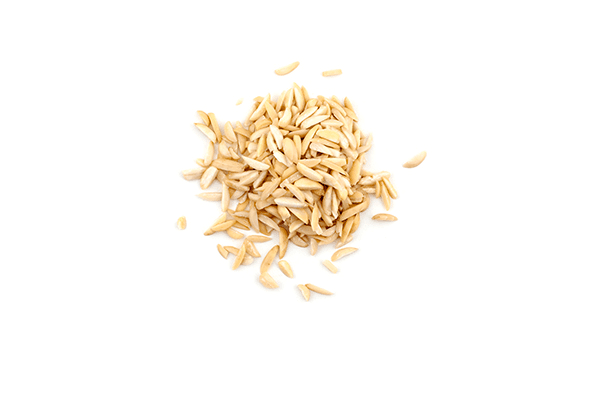 AVENA FORRAJERA