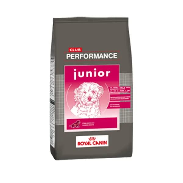 PERFORMANCE CACHORRO